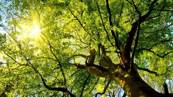 阳光温柔地穿过一棵大山毛榉树