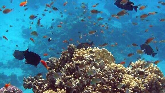 鱼群红海珊瑚礁埃及4K视频剪辑