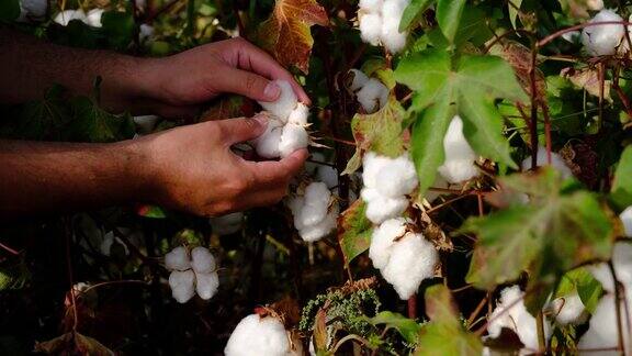 棉花田开花在收获前评估作物