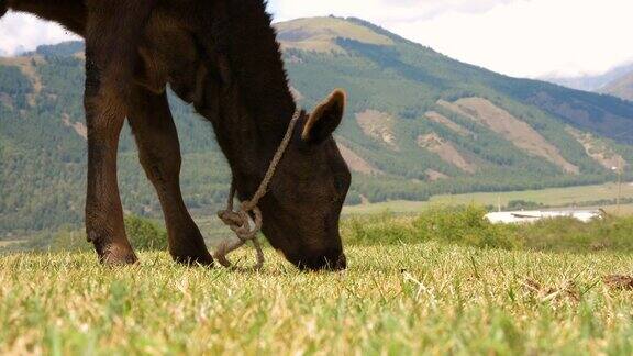 小牛在夏天的草地上吃草在山谷里吃草