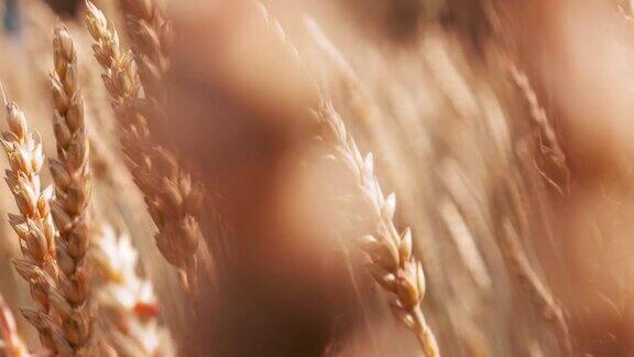 自然风光农田里金黄的麦秆