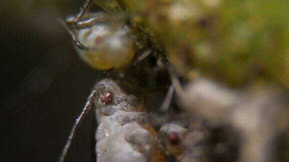 黑豆蚜(Aphisfabae)是半翅目的一种在显微镜下蚜虫是危险的害虫树叶上黑色蚜虫的极端尖锐和详细的视频