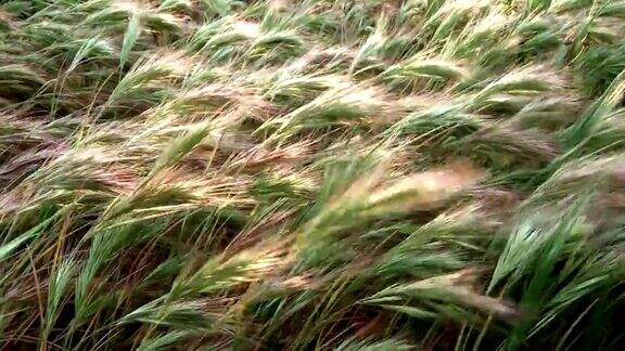 小麦在刮风的日子里
