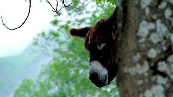 在绿色山谷的一头驴的近距离观看这头驴靠近一棵树背景是天空