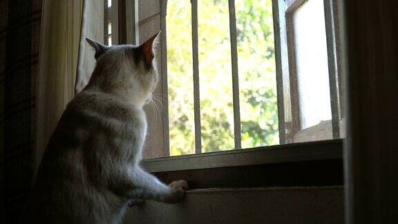 好奇猫咪观察窗外景色
