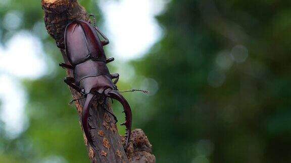 森林树枝上的锯齿鹿甲虫