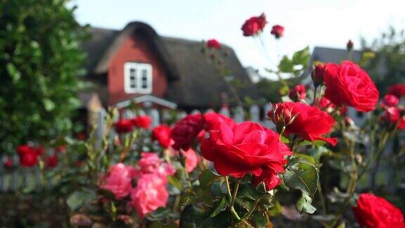 背景是漂亮房子的玫瑰
