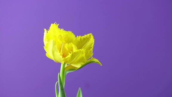 鲜艳的黄色郁金香花盛开的时间在紫色或紫色的背景