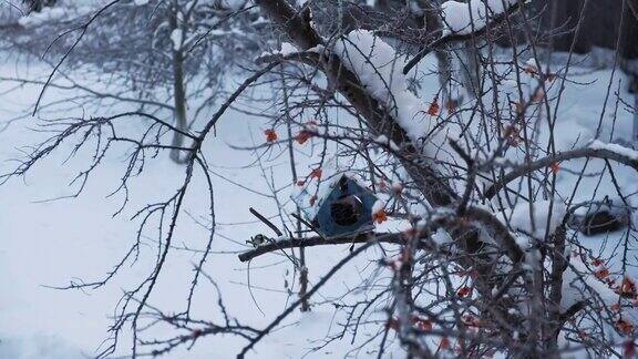 俄罗斯的冬季自然风光