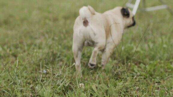 一幅哈巴狗站在草地上的画像