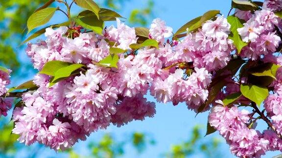 春天盛开的日本樱花