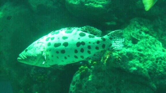 鱼在水族馆