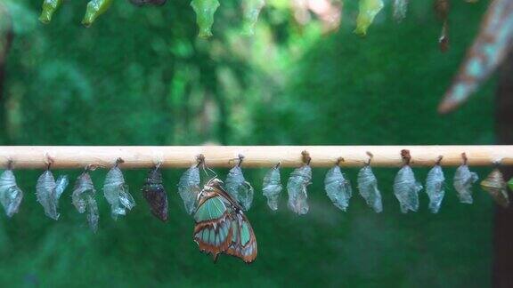 外来的成年蝴蝶Siproetastelenes守护着它们的蛹