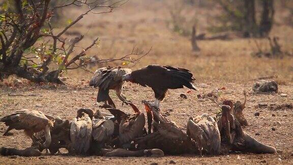 南非克鲁格国家公园里的垂脸秃鹰和白背秃鹰