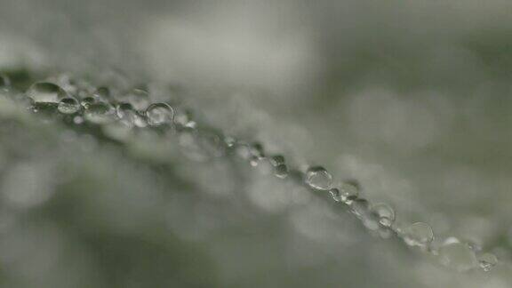 雨滴在热带树叶上的微距镜头慢镜头滑块