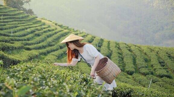 亚洲美女在茶园采摘茶叶