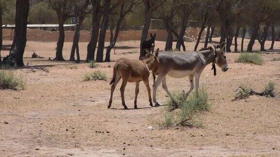 在阿拉伯联合酋长国的农场里一对驴子或驴(非洲驴属)正在穿越炎热的沙漠