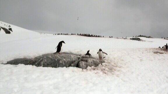 企鹅在南极洲的多雪岩石海岸