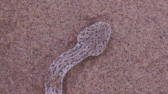 4K特写的响尾蛇Peringuey的蝰蛇移动过沙子