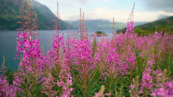 有粉红色野花的夏季草地自然背景慢动作