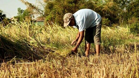 农民用镰刀收割稻谷
