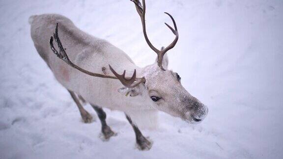 一头驯鹿在雪地里慢慢的走路