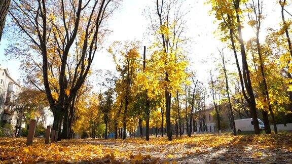 观空的城市公园在秋天晴朗的一天公园的长巷被鲜艳的落叶覆盖着美丽的风景与阳光的背景慢动作