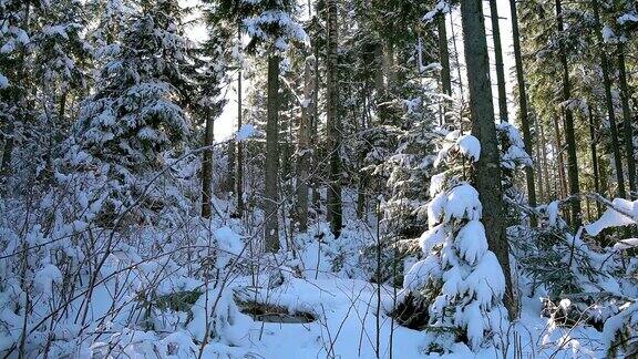 阳光和白雪覆盖的树木