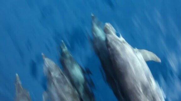 海豚游泳