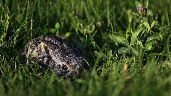 一只受惊的小兔子正坐在草地上