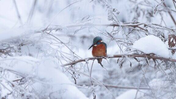 美丽的普通翠鸟Alcedo栖息在一个小树枝在一个寒冷的冬天的一天在爱沙尼亚