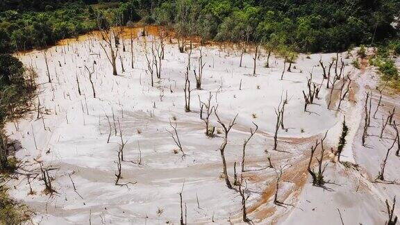 泰国那拉提瓦的枯树鸟瞰图
