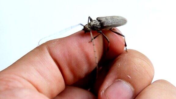 甲虫在手指