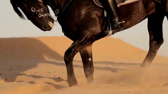 阿拉伯骑马者在迪拜的沙漠上