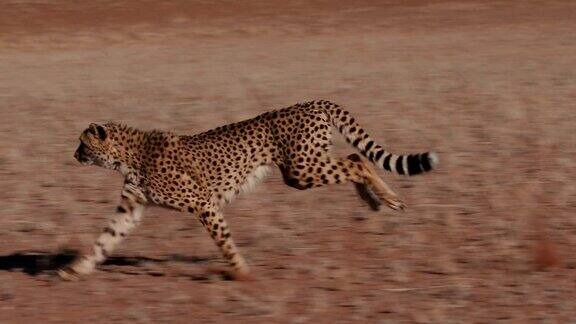 猎豹侧面跑向摄像机的慢动作