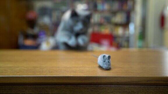 主人和他的灰猫玩可爱的猫抓老鼠的玩具