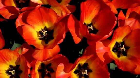 近看:盛开的红色郁金香在和煦的春风中摇曳