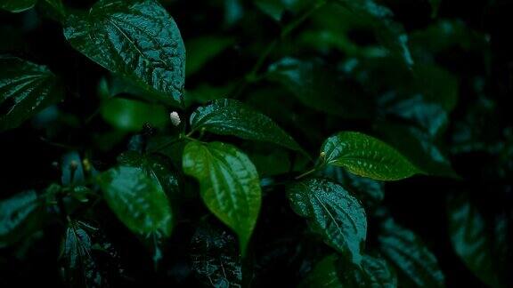 雨落在花园里的槟榔叶上