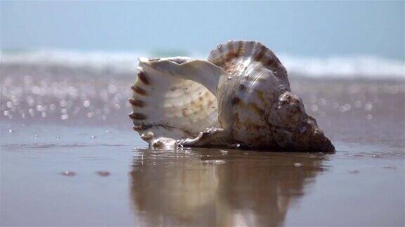 两段海洋贝壳的视频真正的慢镜头