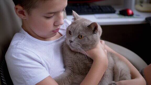 快乐男孩紧抱灰色英国家猫大眼睛爱宠物