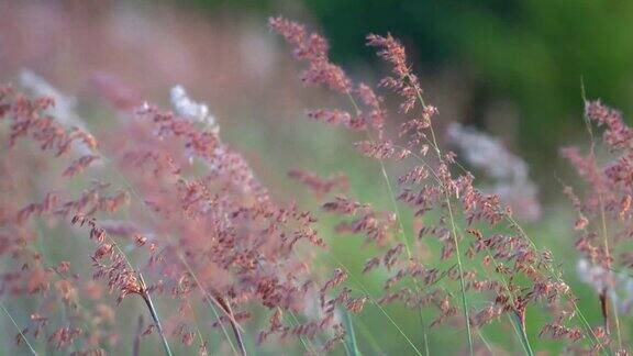 粉红色的花被风吹的草美丽的自然草花田在夏季季节