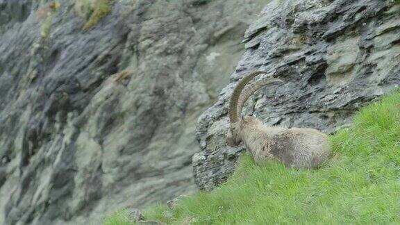 野山羊躺在山上中镜头