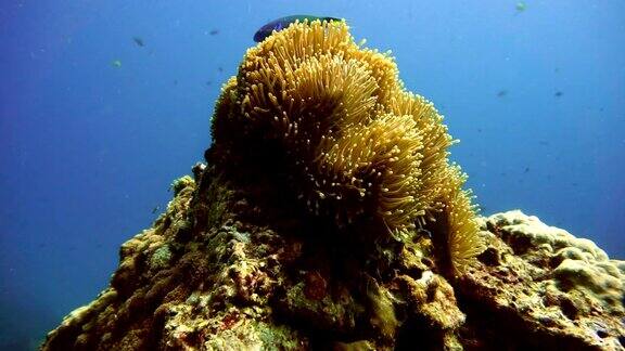水下华丽的海葵(海葵)被珊瑚漂白包围