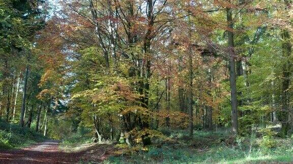 高角度的秋天树叶颜色上的树木在苏格兰西南部的林地的一个地区