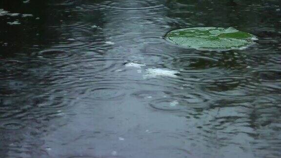 雨滴落在池塘的水面上