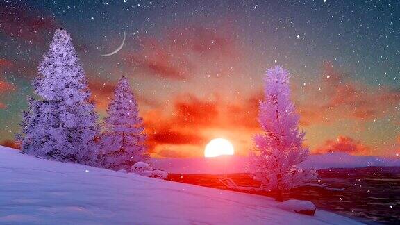 美丽的日落在雪天积雪的冬季冷杉
