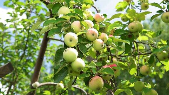 花园里的树枝上挂着绿苹果收获有机水果