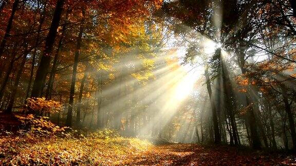 宏伟的阳光在雾气蒙蒙的秋天森林
