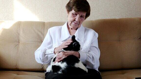 老婆婆抚摸着小猫奶奶玩着小猫4k