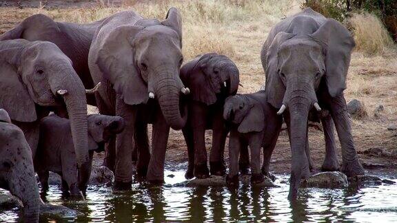 大象从水坑里喝水